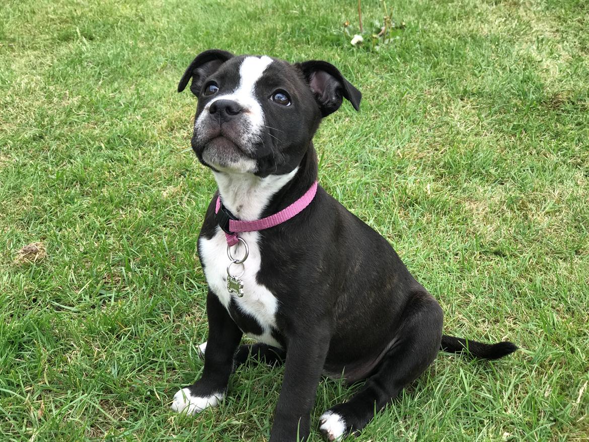 Staffordshire bull terrier Aya billede 2