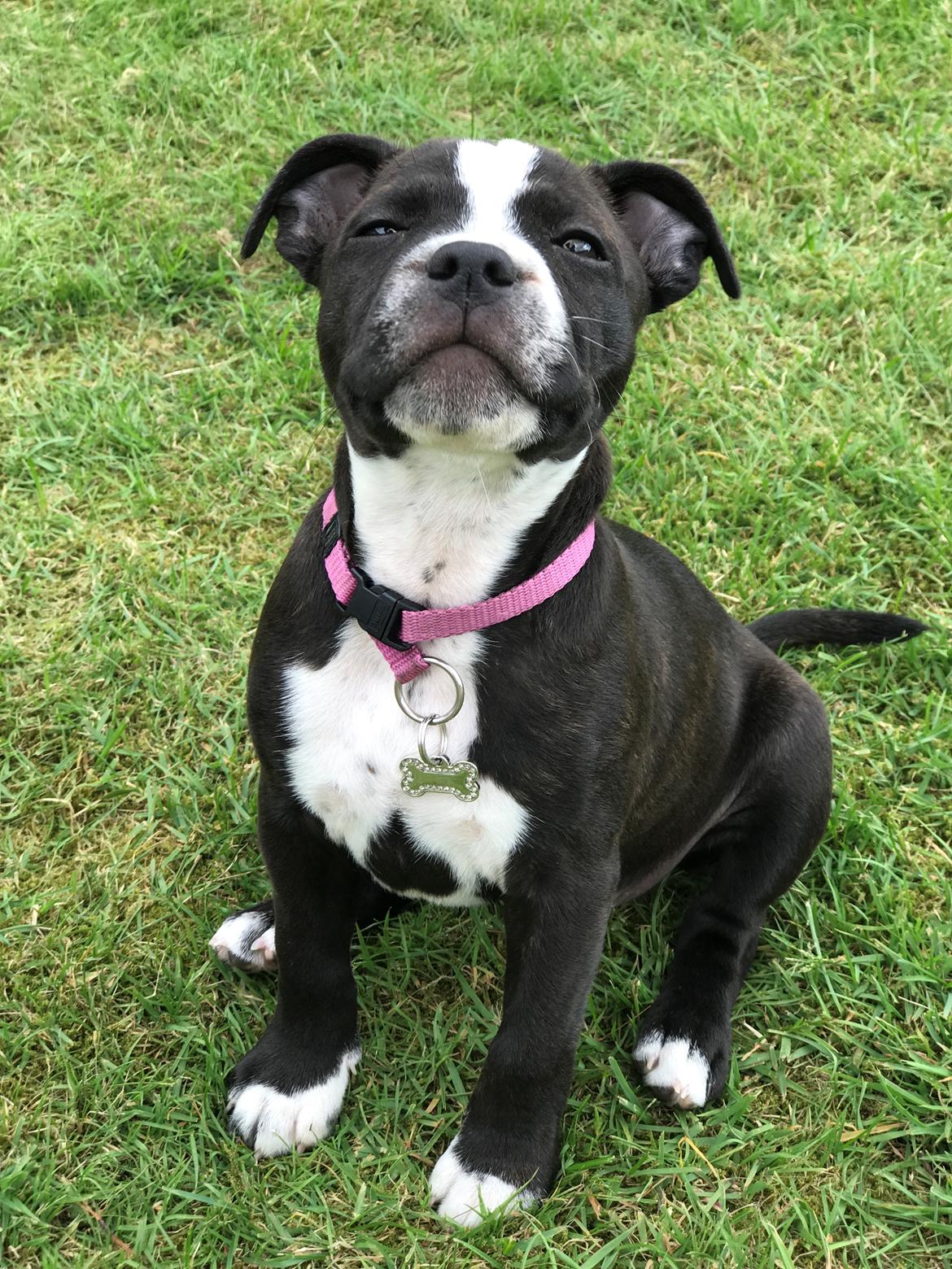 Staffordshire bull terrier Aya billede 3