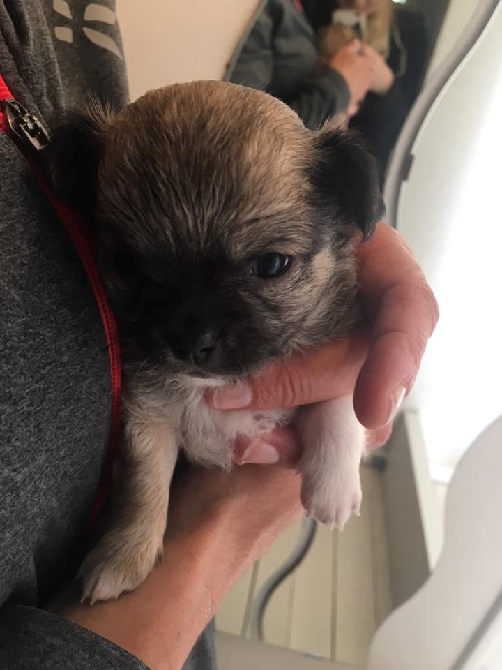 Chihuahua Choko - 3 uger gammel. - Første gang jeg holdt ham i mine hænder.  billede 1