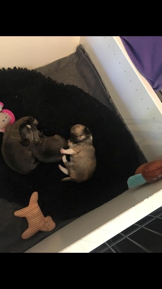 Chihuahua Choko - 3 uge gammel.  billede 2