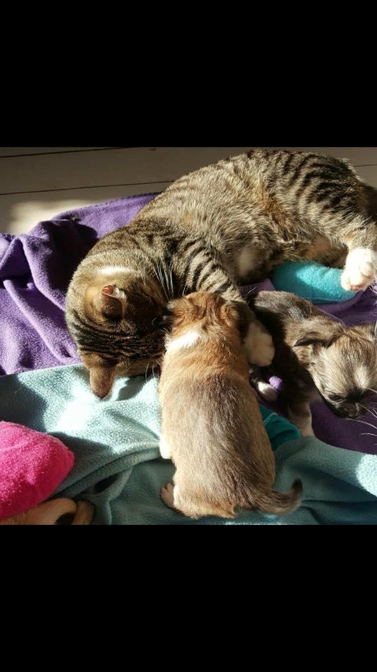 Chihuahua Choko - 5 uger gammel  billede 3