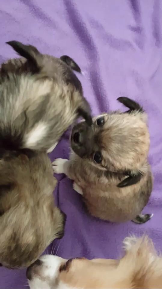 Chihuahua Choko - 5 uger gammel.  billede 4
