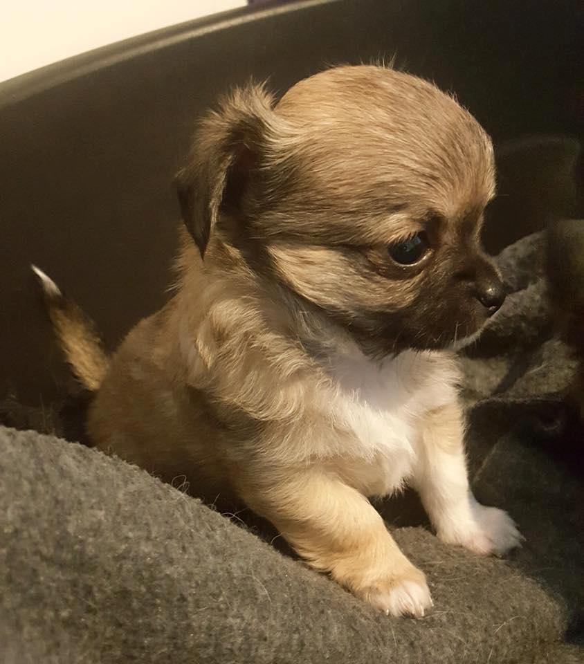 Chihuahua Choko billede 5
