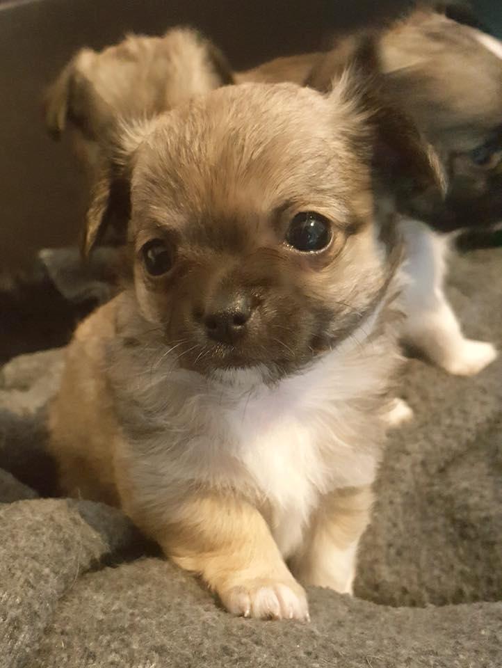 Chihuahua Choko billede 6
