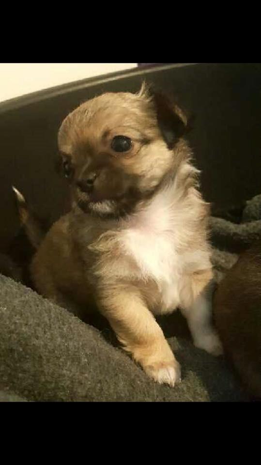 Chihuahua Choko billede 7