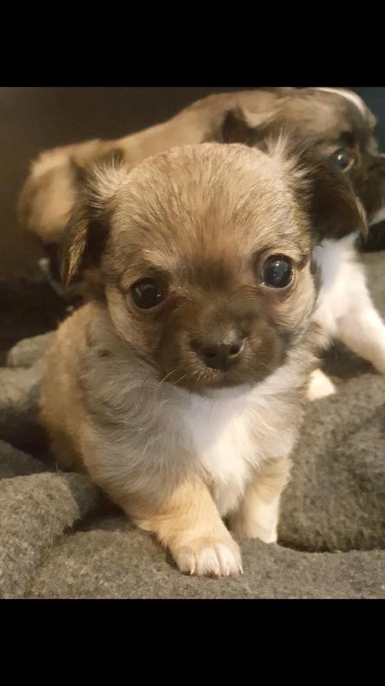 Chihuahua Choko billede 8