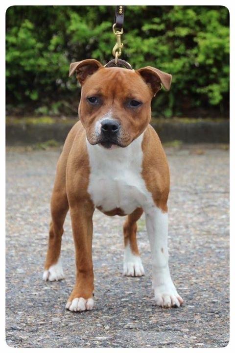 Staffordshire bull terrier * DALTON Jr. * billede 13