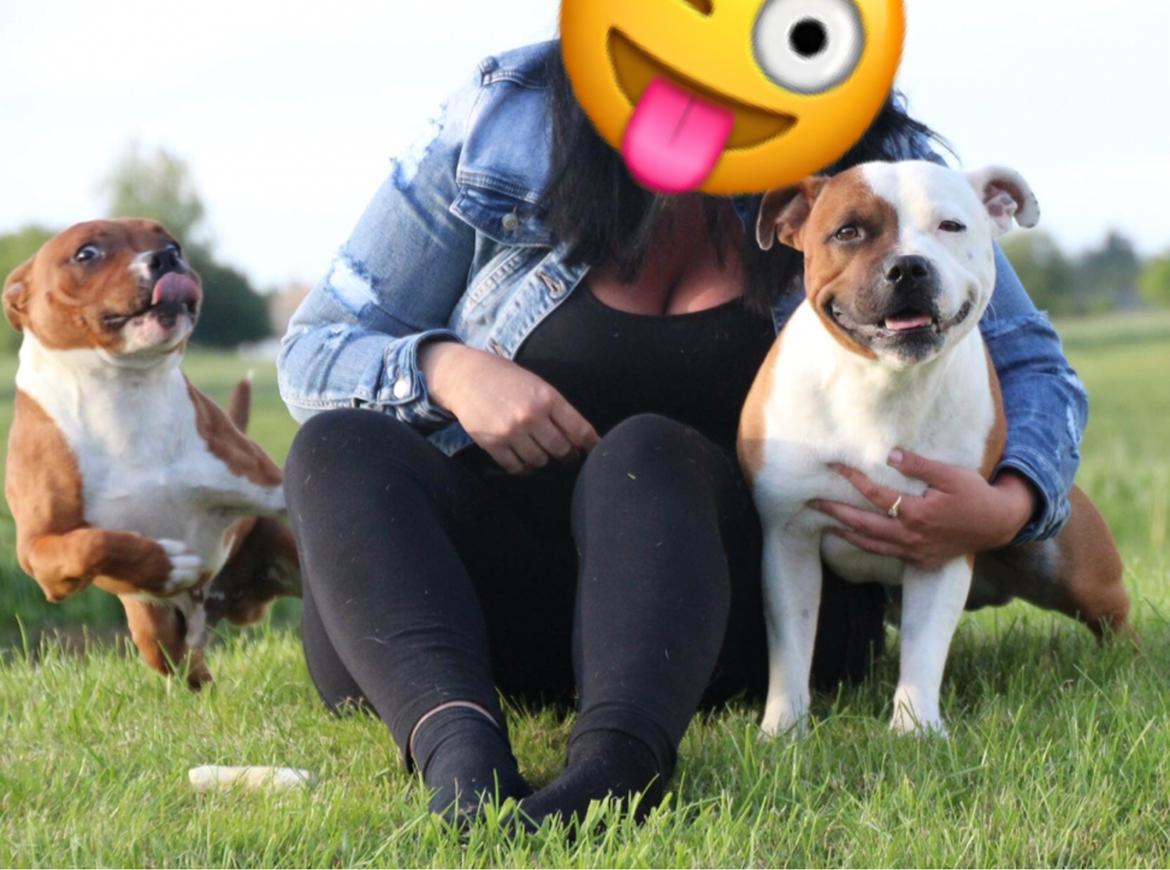 Staffordshire bull terrier * DALTON Jr. * billede 14