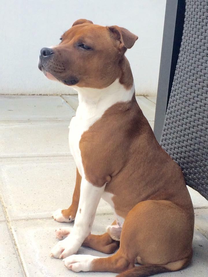 Staffordshire bull terrier * DALTON Jr. * billede 15
