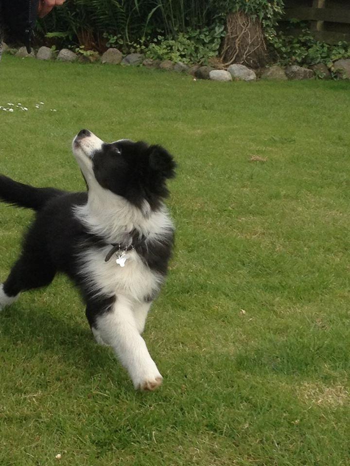 Border collie Antony von Hohen Steg (Coby) billede 1