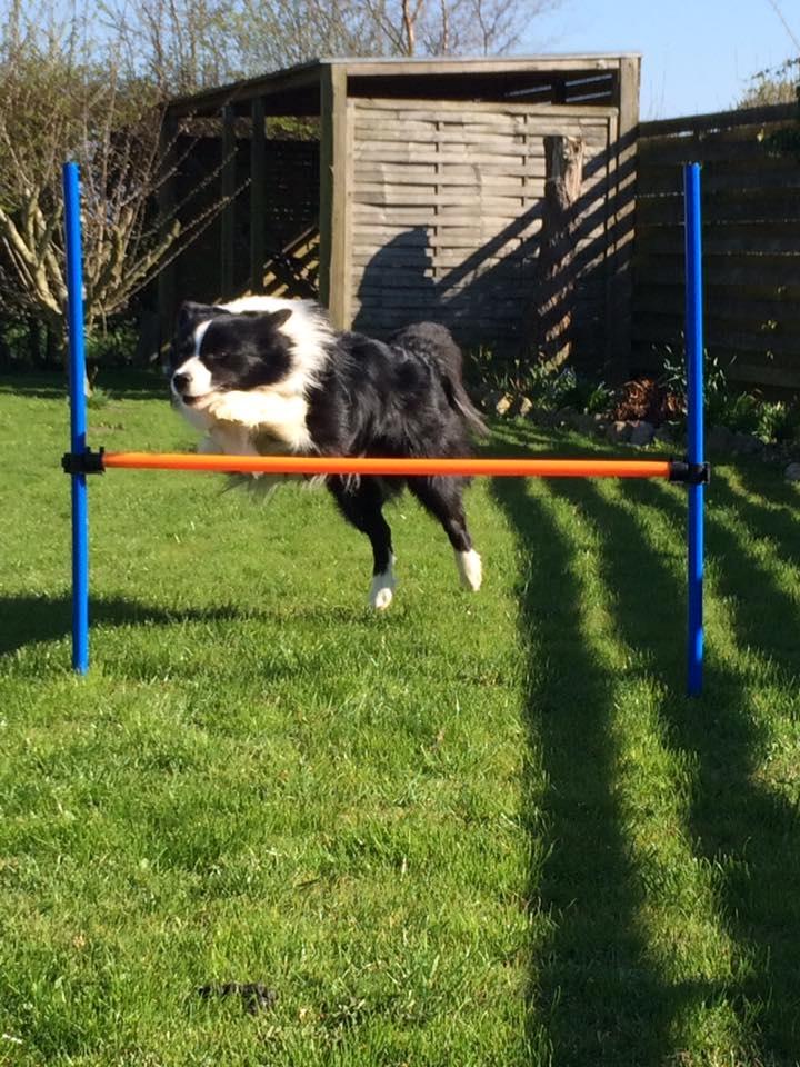 Border collie Antony von Hohen Steg (Coby) billede 2