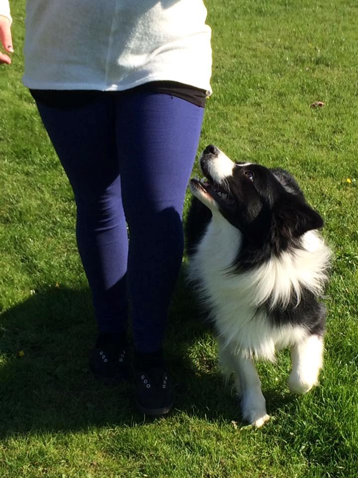 Border collie Antony von Hohen Steg (Coby) billede 3