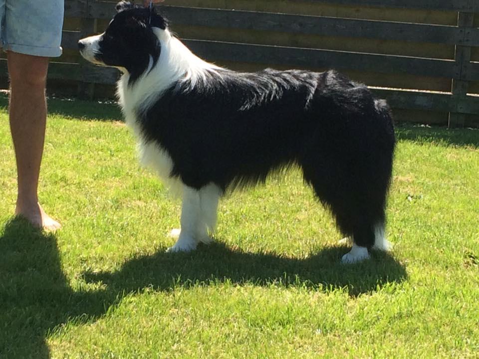 Border collie Antony von Hohen Steg (Coby) billede 4