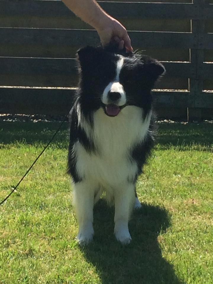 Border collie Antony von Hohen Steg (Coby) billede 5