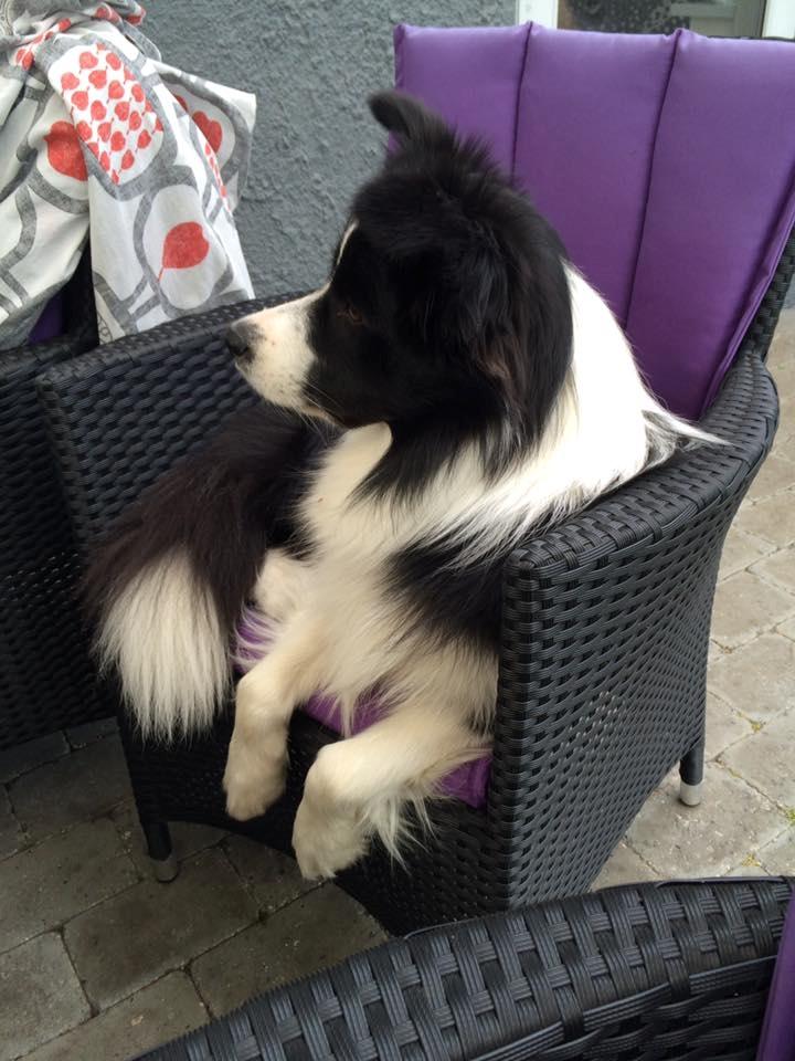 Border collie Antony von Hohen Steg (Coby) billede 6