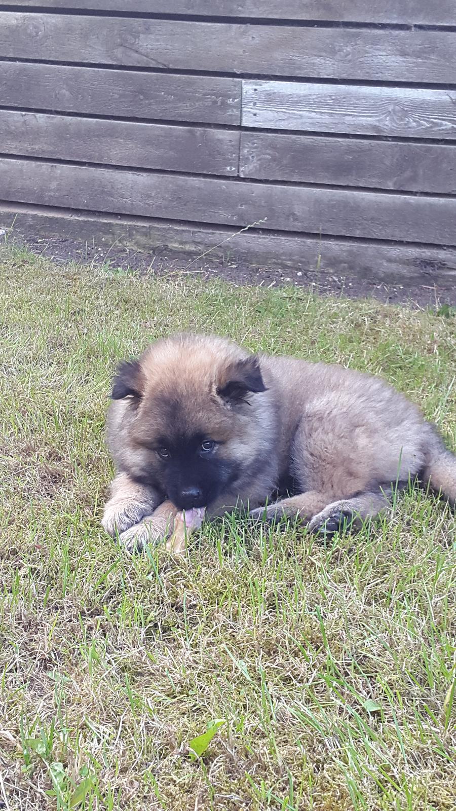 Eurasier Ciwi billede 3