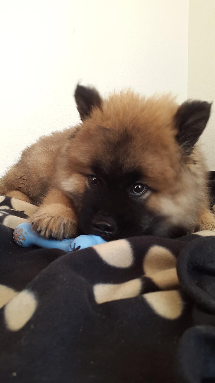 Eurasier Ciwi billede 4