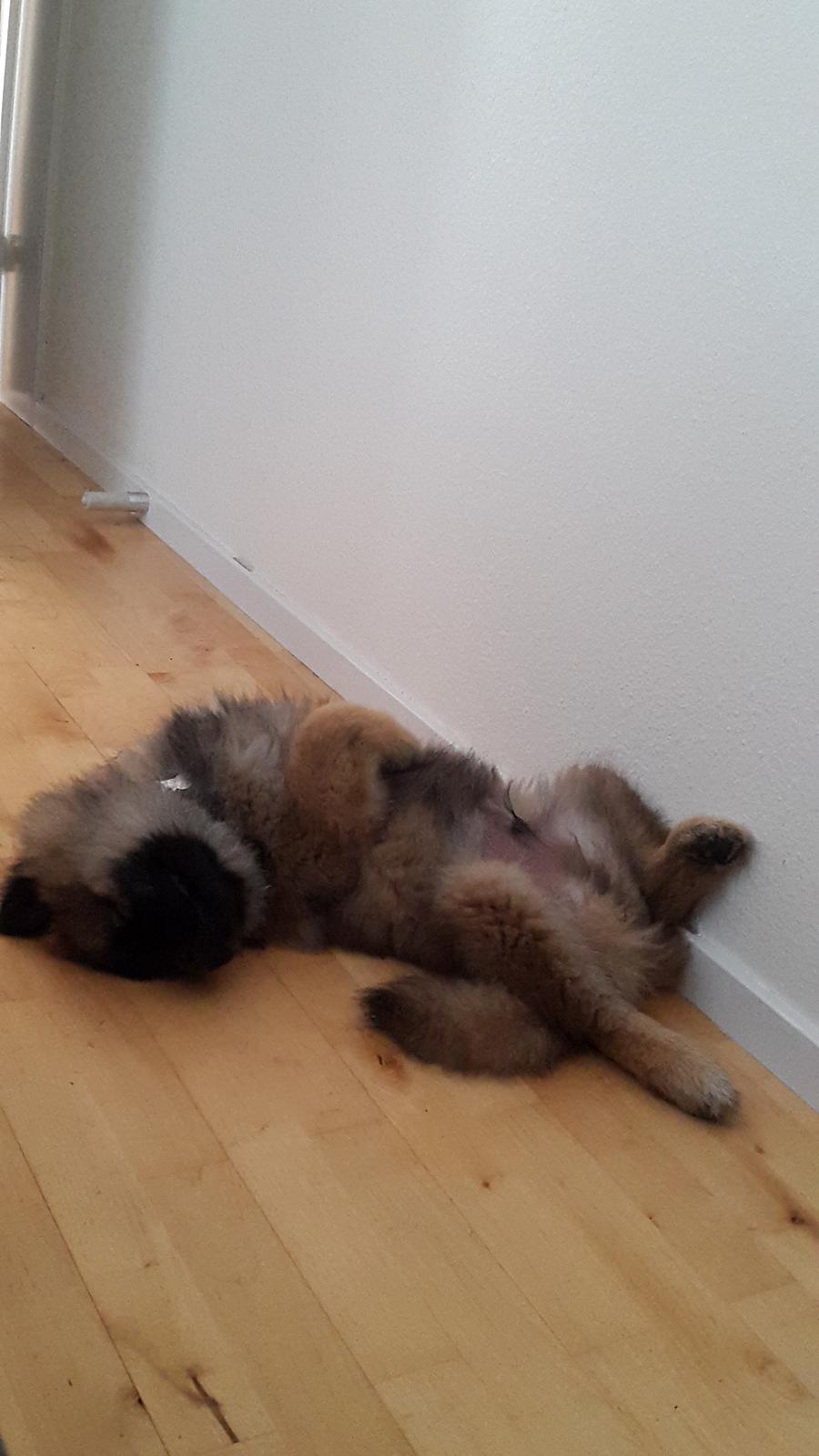 Eurasier Ciwi billede 5