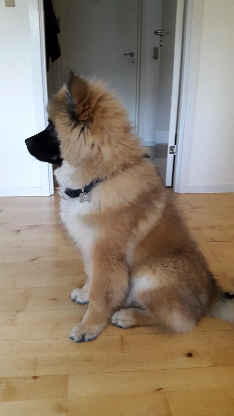 Eurasier Ciwi billede 6