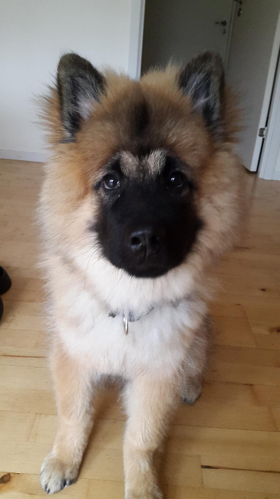 Eurasier Ciwi billede 7