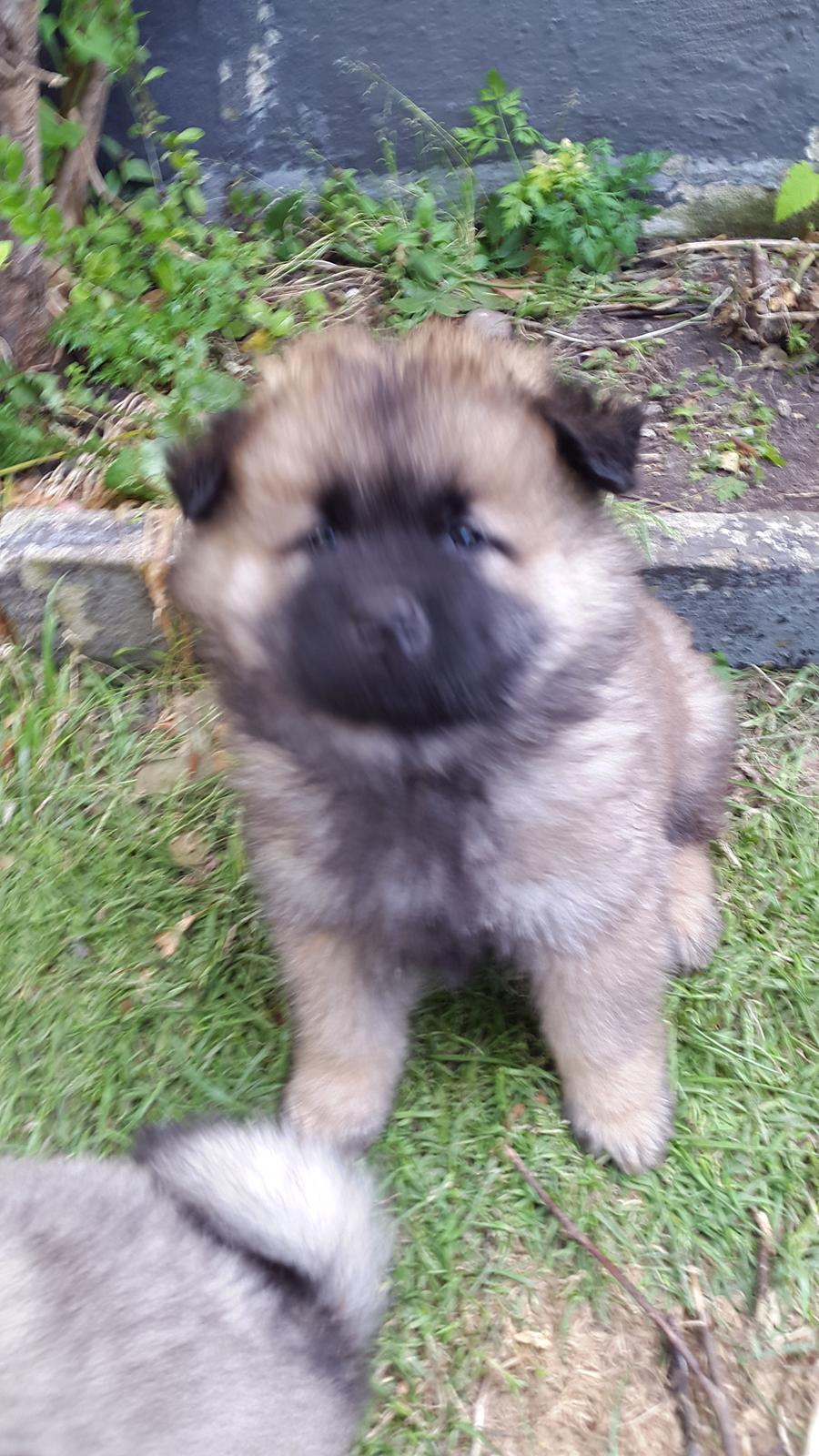 Eurasier Ciwi billede 2