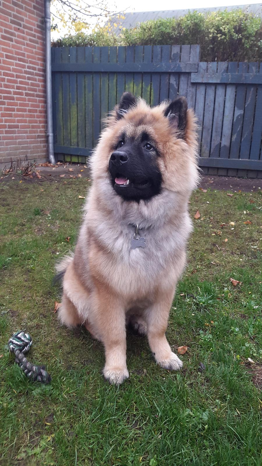 Eurasier Ciwi billede 8