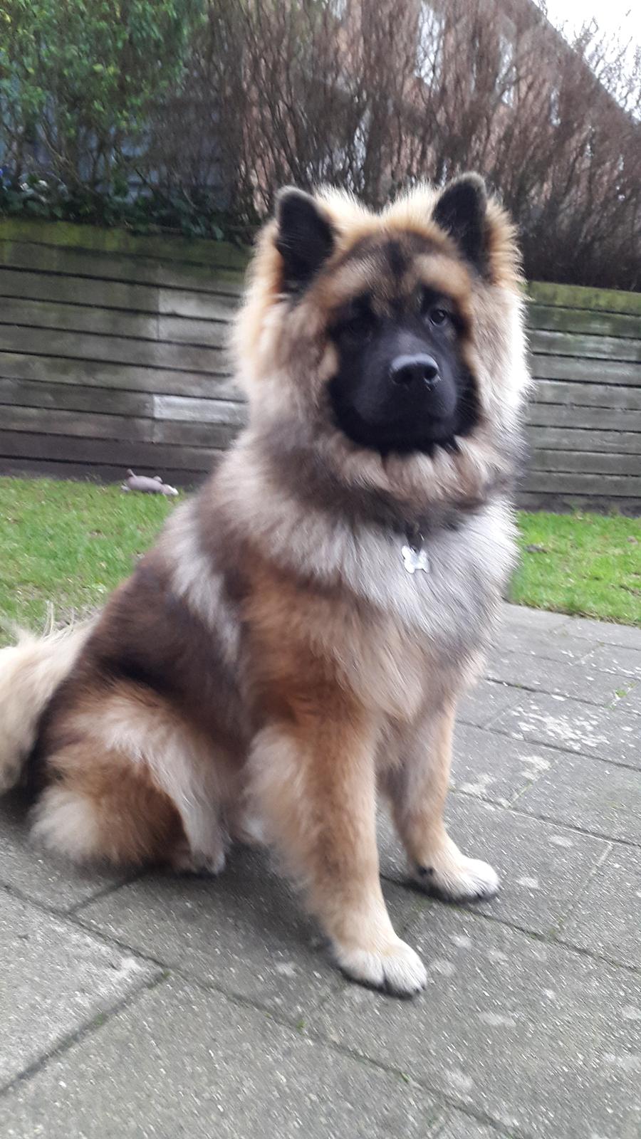 Eurasier Ciwi billede 9