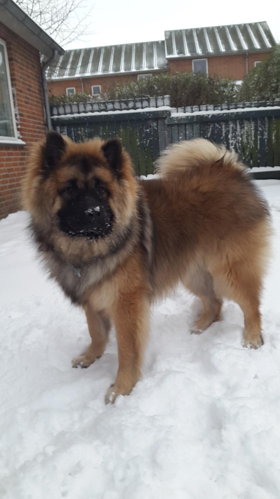 Eurasier Ciwi billede 10