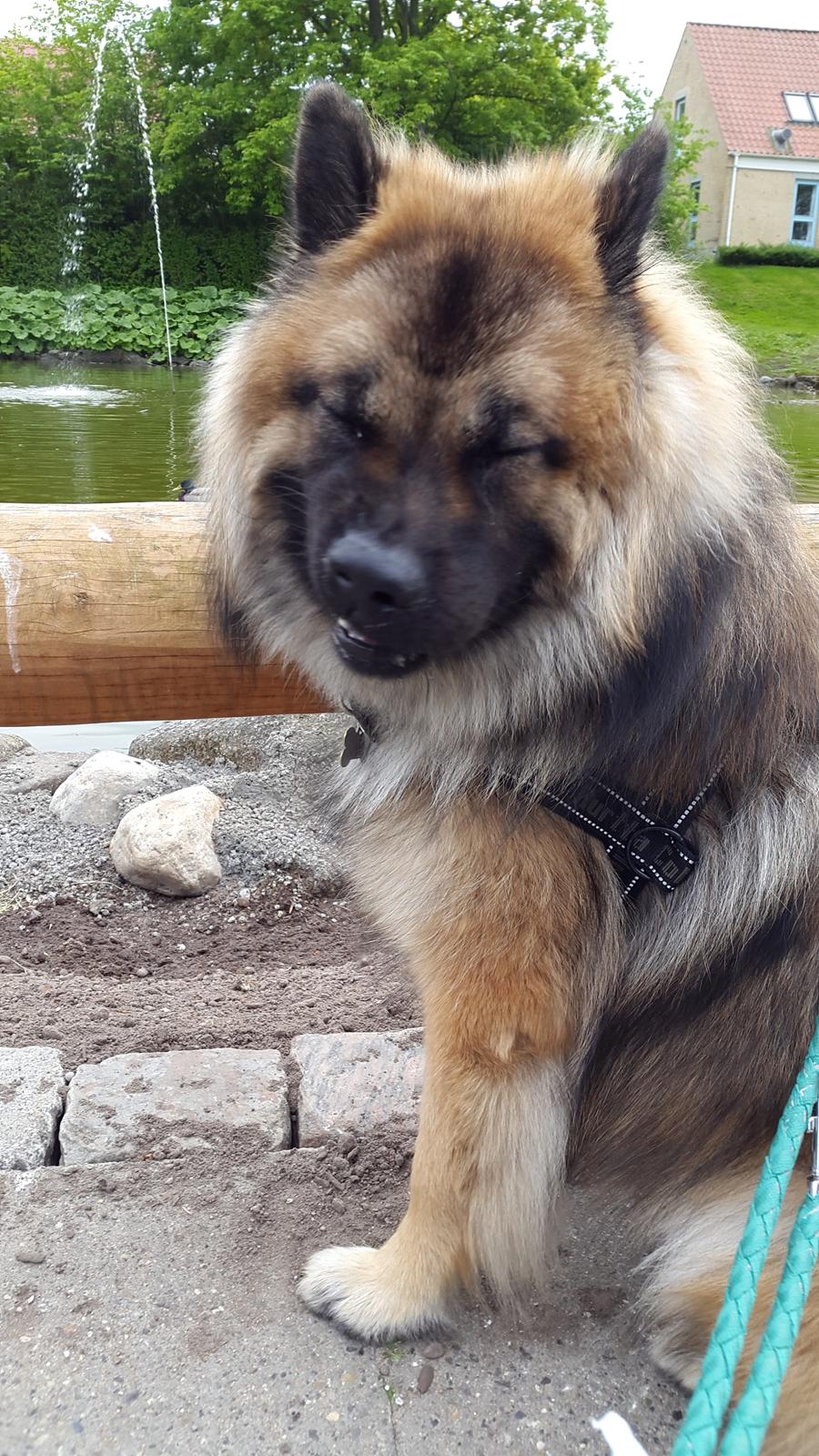 Eurasier Ciwi billede 12