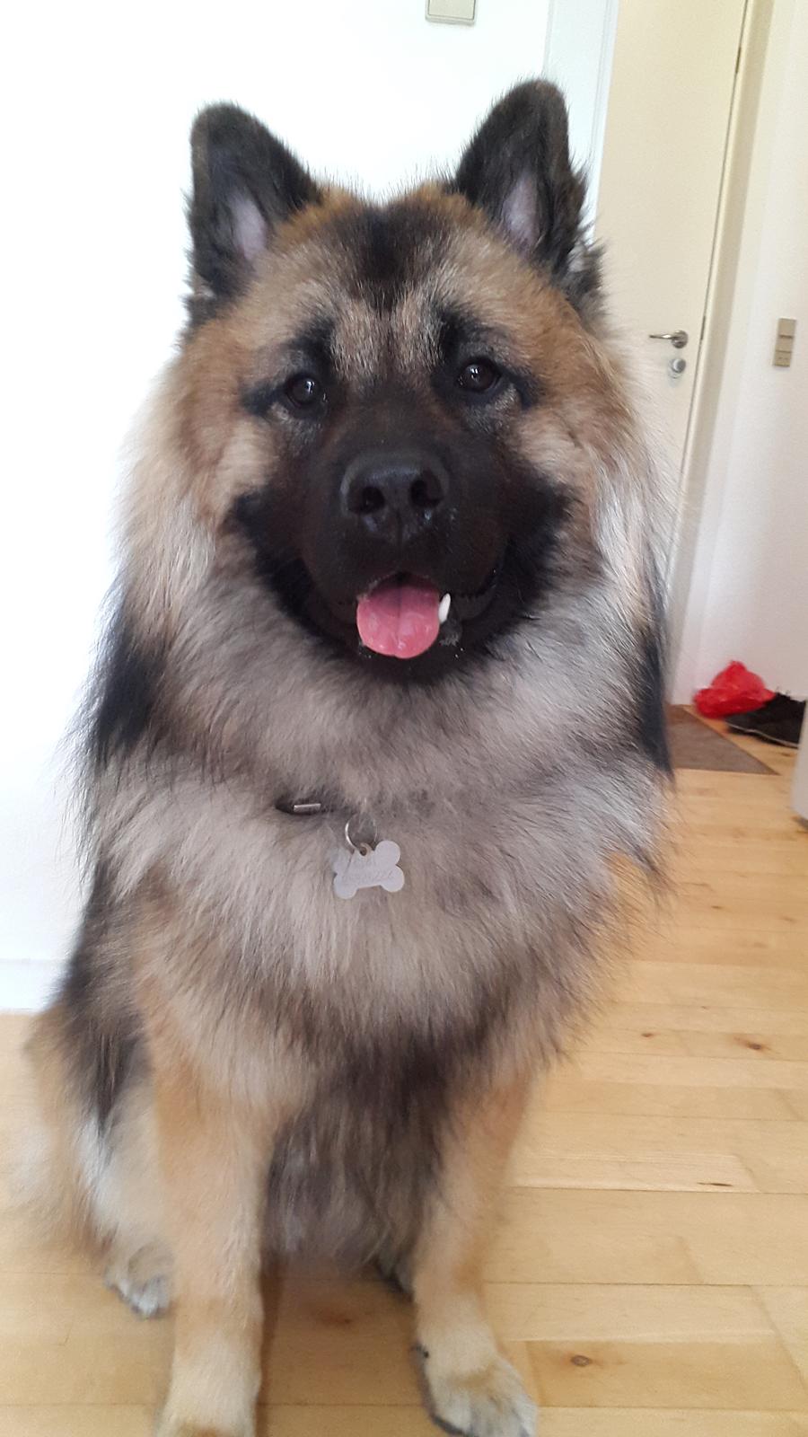 Eurasier Ciwi billede 13