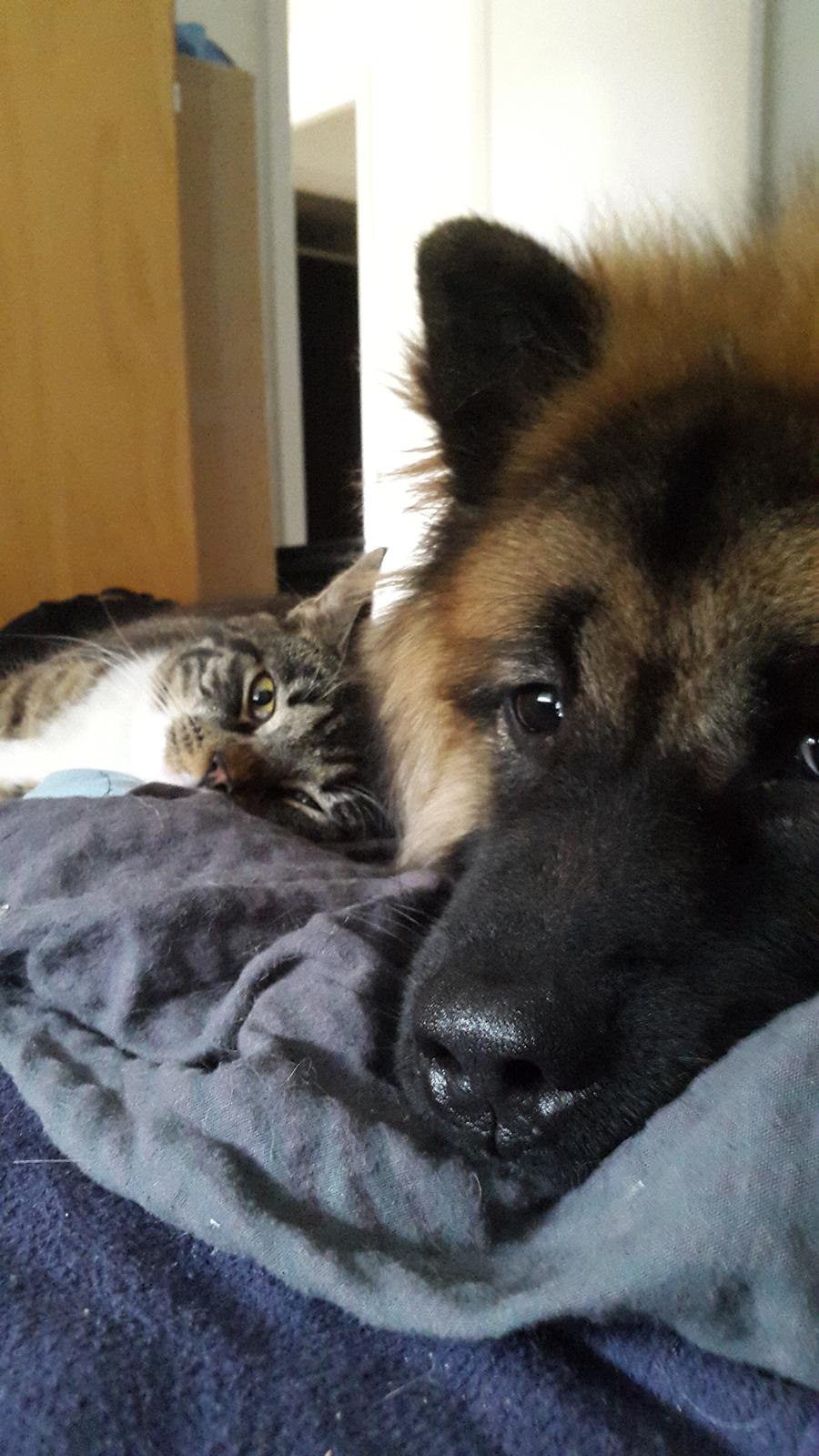 Eurasier Ciwi billede 11