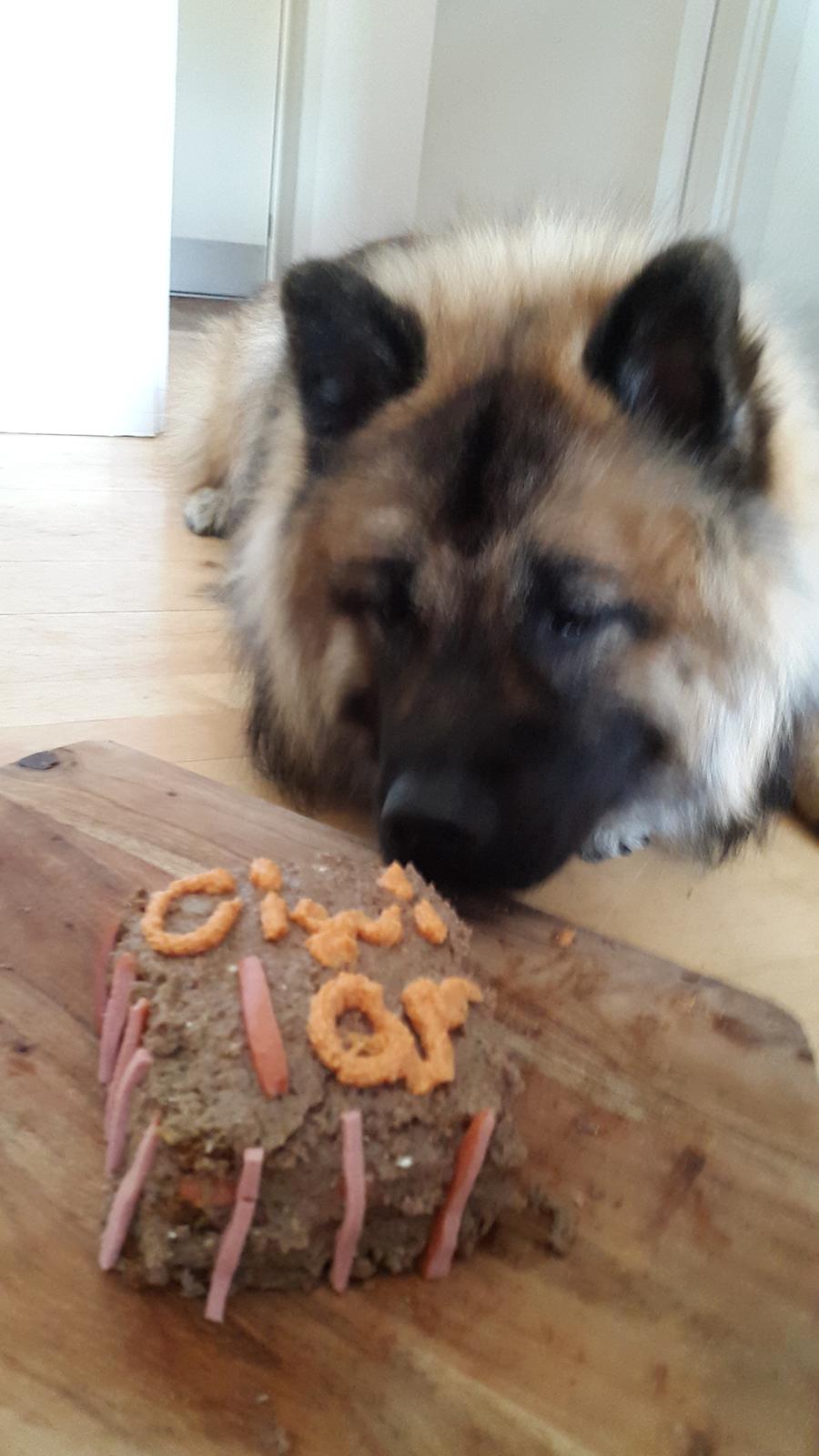 Eurasier Ciwi billede 14