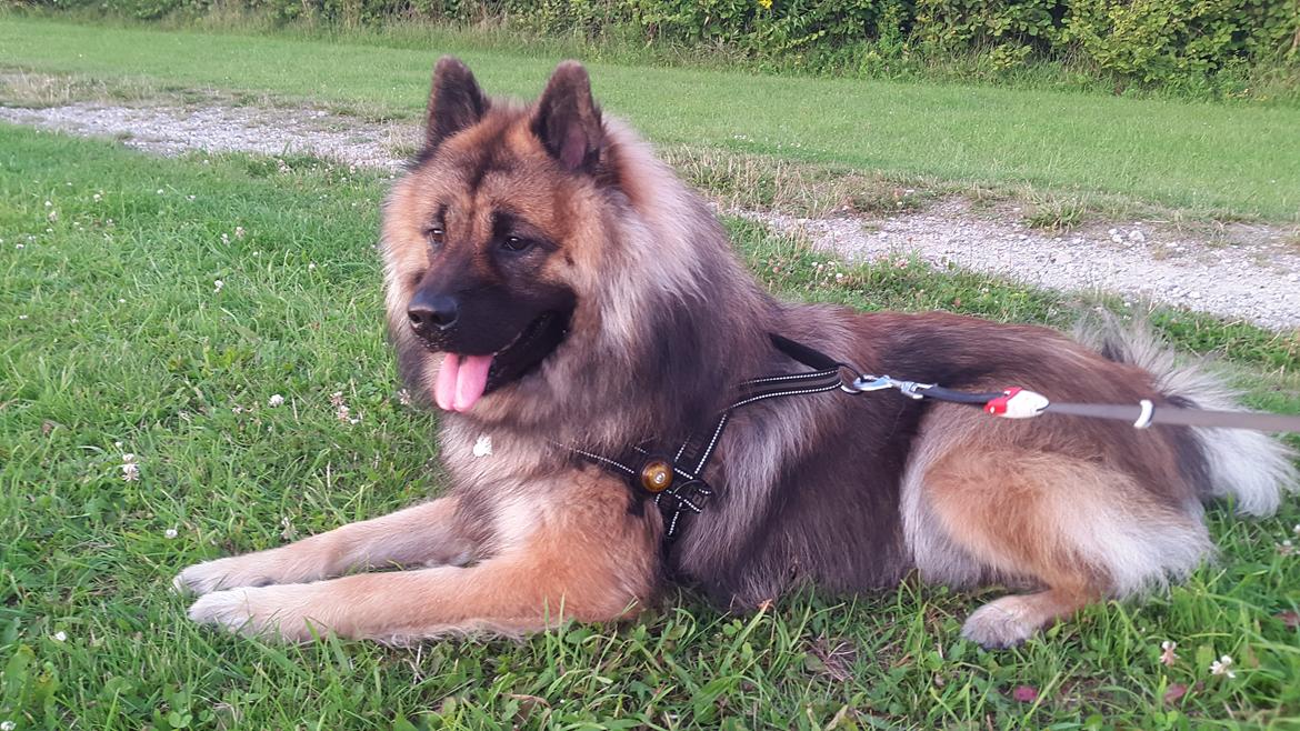 Eurasier Ciwi billede 16