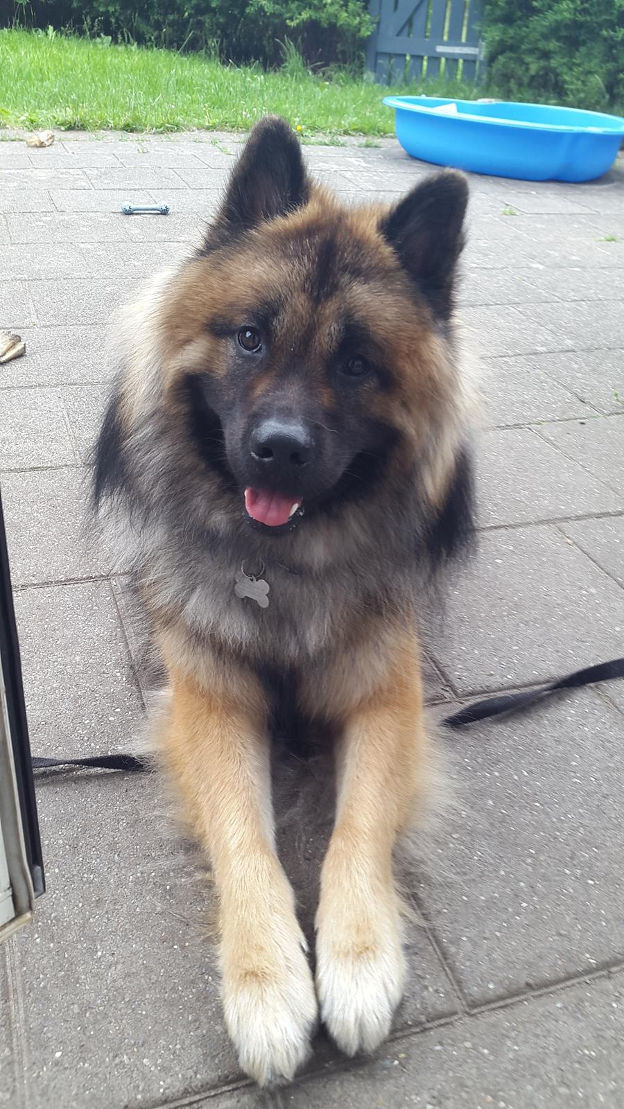 Eurasier Ciwi billede 15