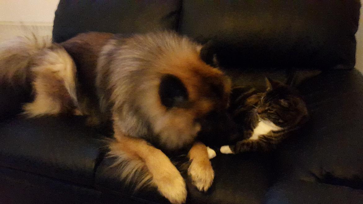 Eurasier Ciwi billede 17