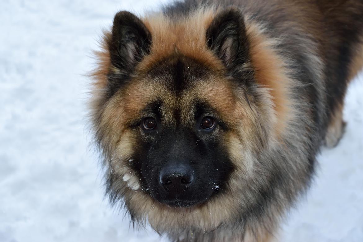 Eurasier Ciwi billede 18