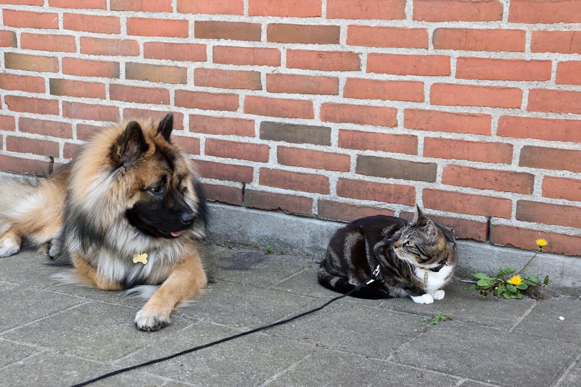 Eurasier Ciwi billede 20