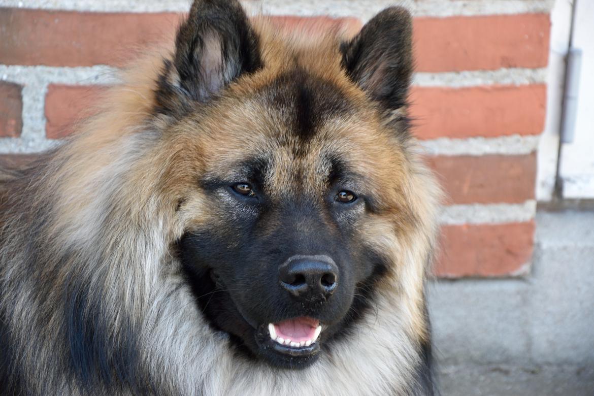 Eurasier Ciwi billede 21