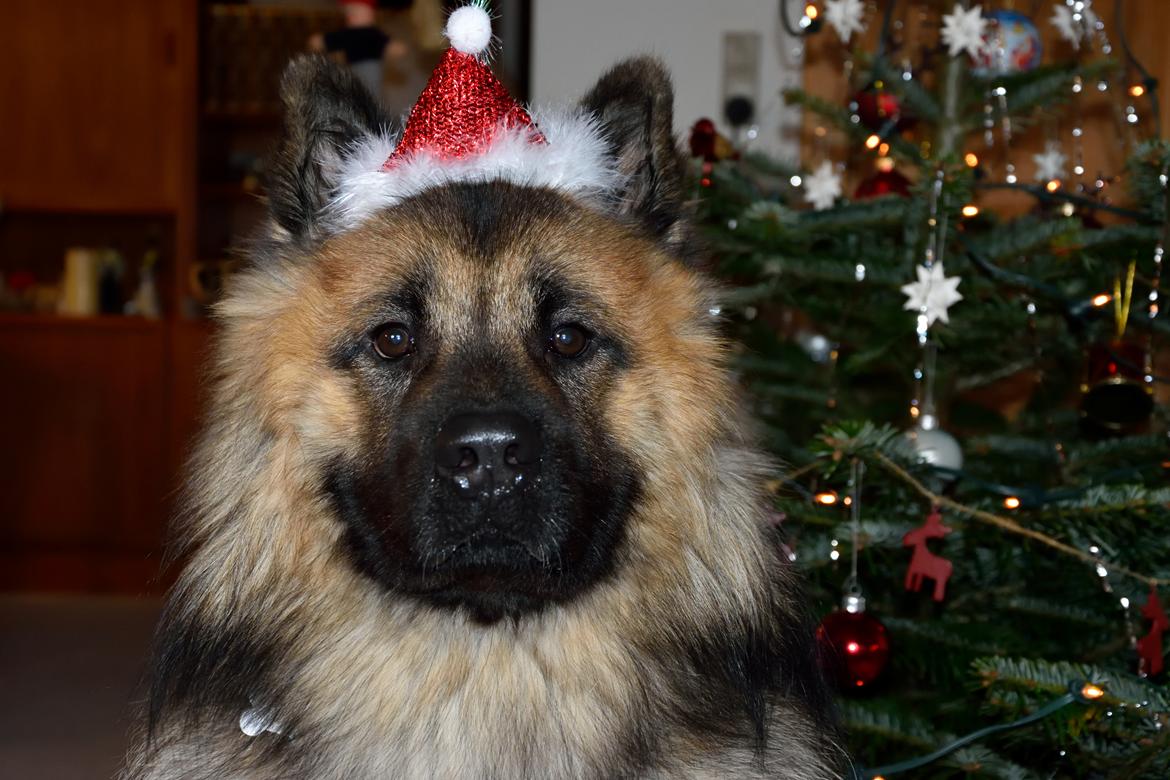 Eurasier Ciwi billede 22