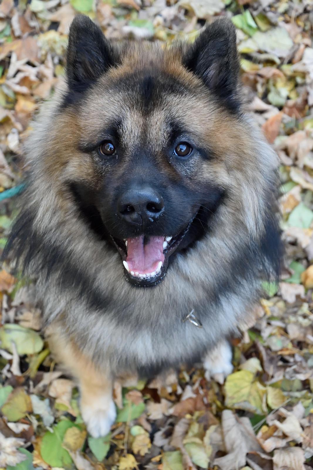 Eurasier Ciwi billede 19