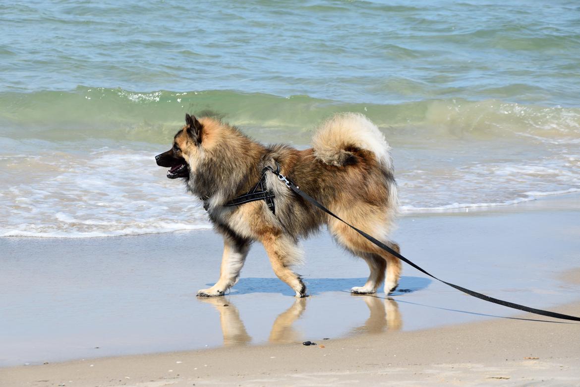 Eurasier Ciwi billede 23