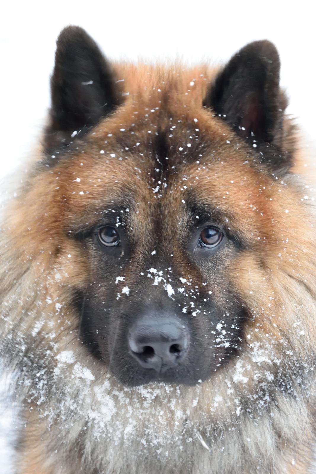Eurasier Ciwi billede 24