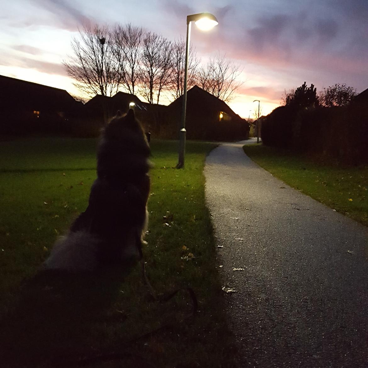 Eurasier Ciwi billede 25