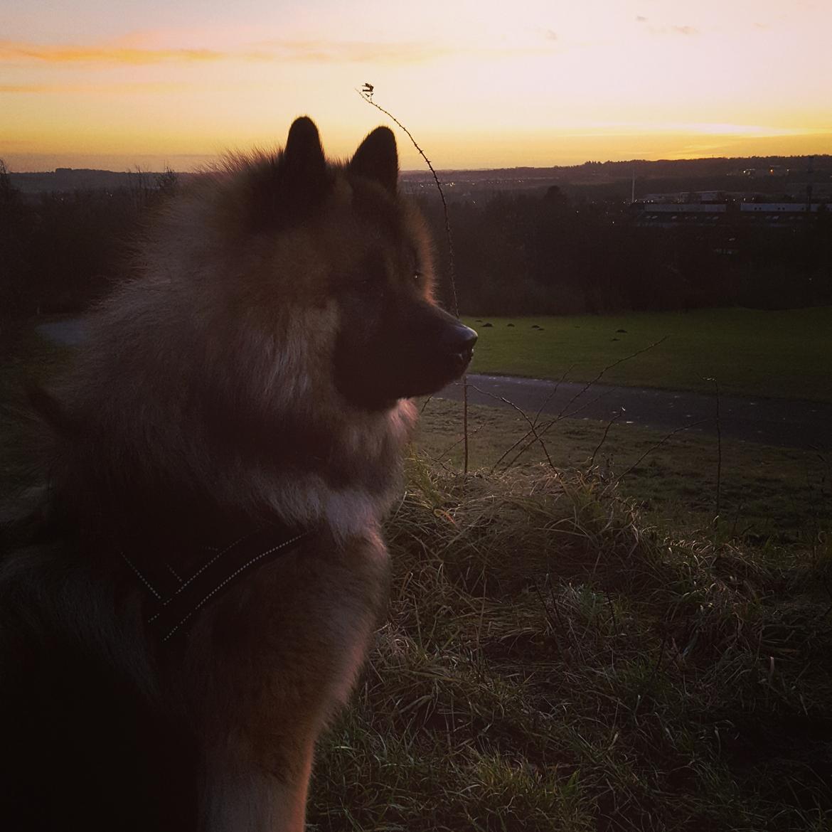 Eurasier Ciwi billede 26