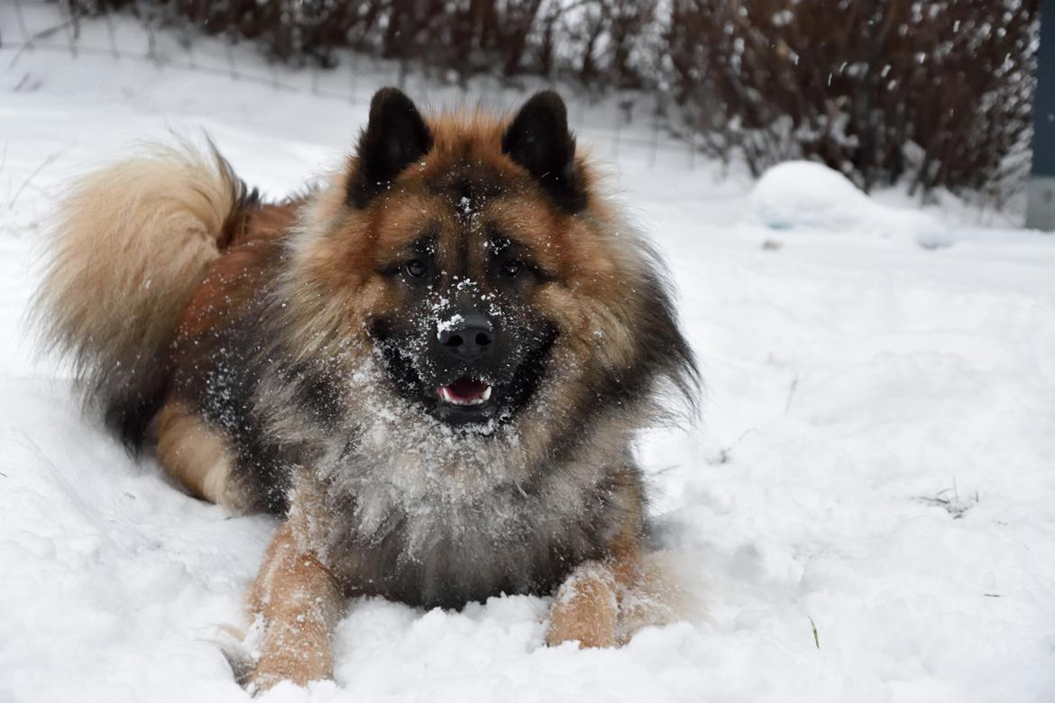 Eurasier Ciwi billede 1