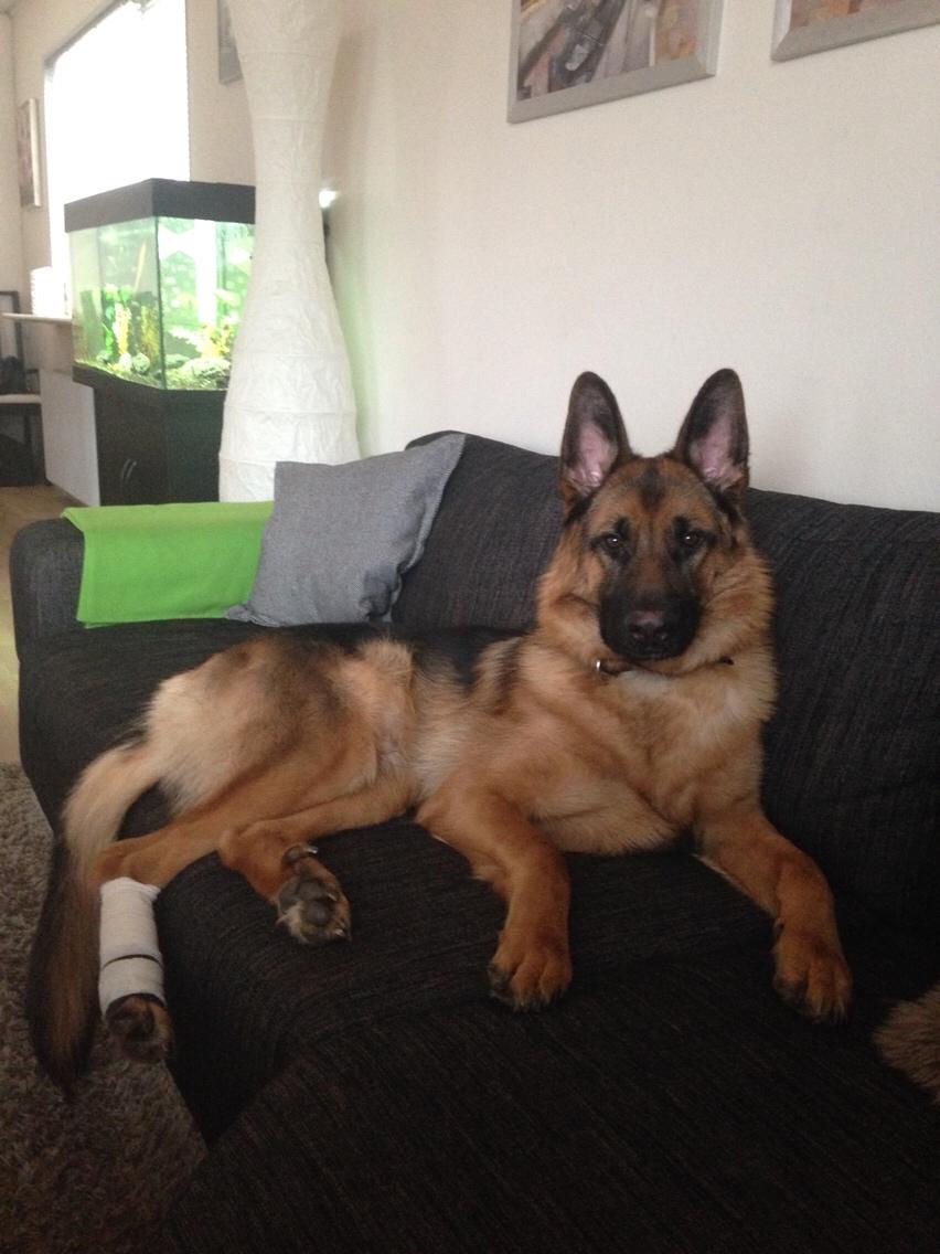 Schæferhund Enzo billede 31