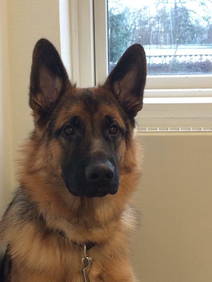 Schæferhund Enzo billede 39