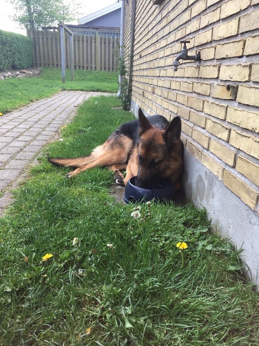 Schæferhund Enzo billede 45