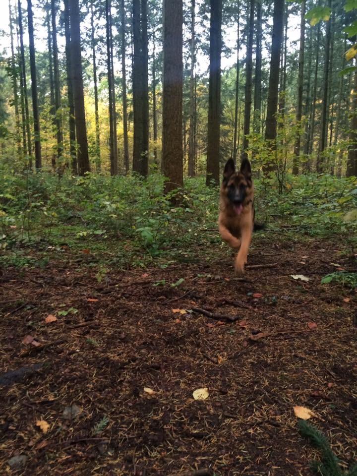 Schæferhund Enzo billede 47