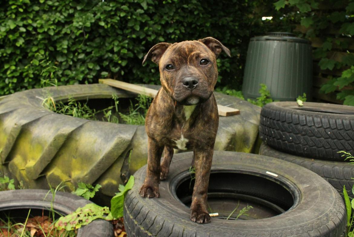 Staffordshire bull terrier Kissing Angels The Living Daylight - aka Kayzer - 8-6-2017 billede 21